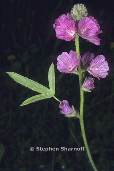 sidalcea ranunculacea 1 graphic